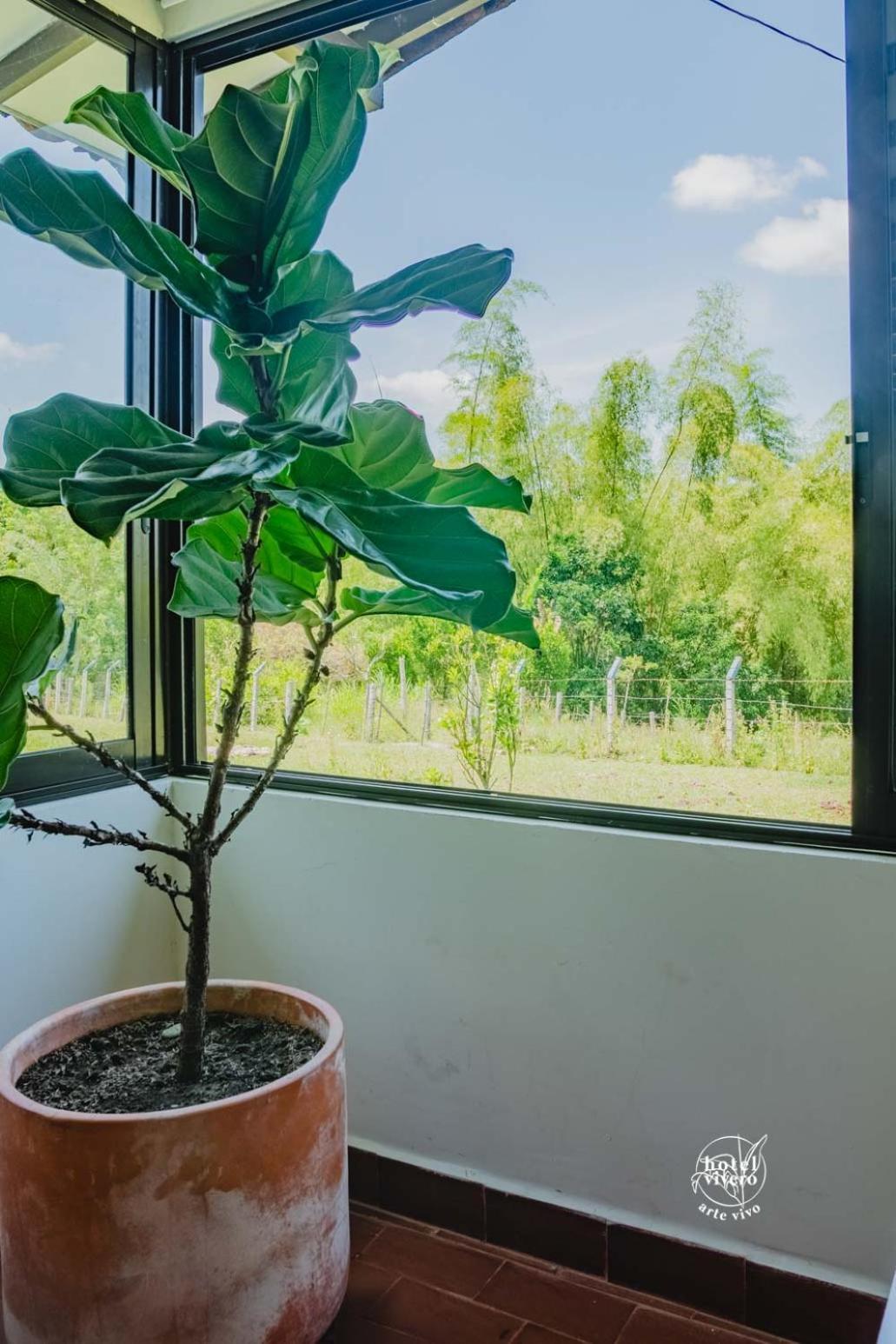 Vivero Arte Vivo I Quindio I Eje Cafetero * La Tebaida